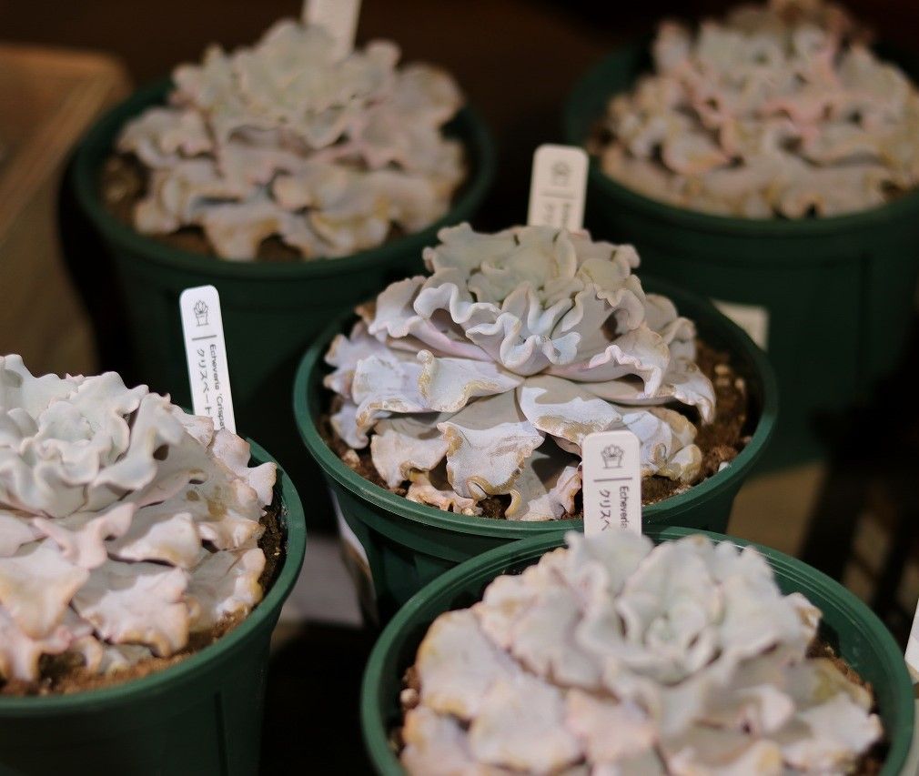 多肉植物 エケベリア クリスペートビューティー 4号鉢 【1株販売