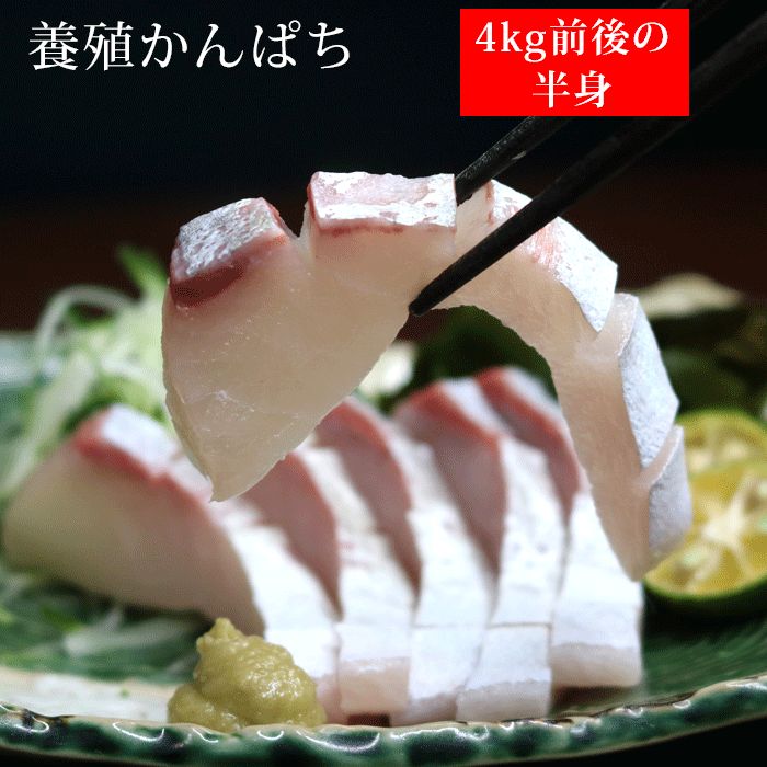 養殖かんぱち 約4kg 半身パック 当日活締め 生 鮮度抜群 勘八 カンパチ