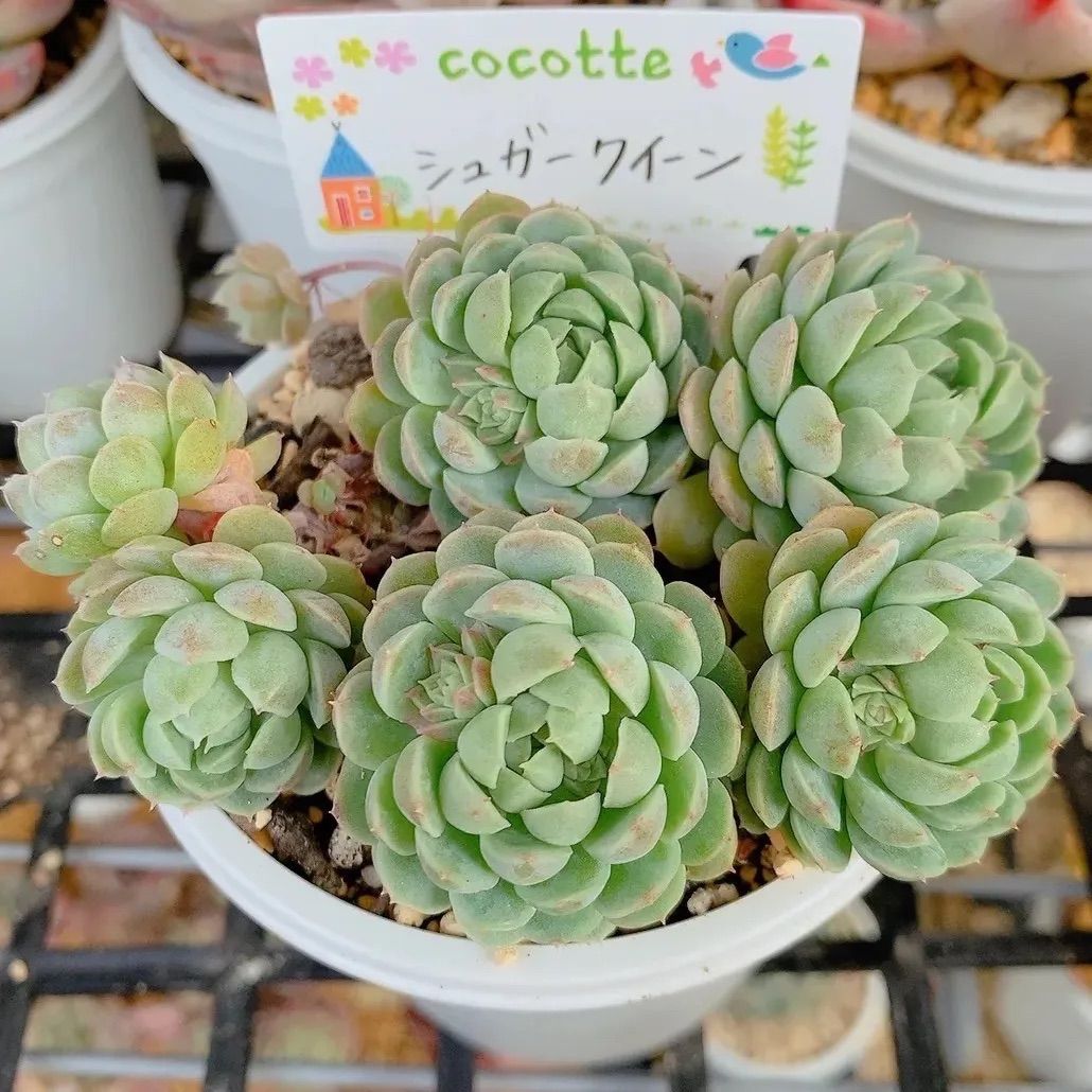 多肉植物 グリーノビア 抜き苗 - 植物/観葉植物