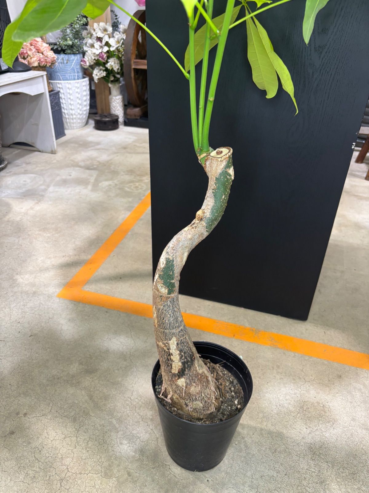観葉植物