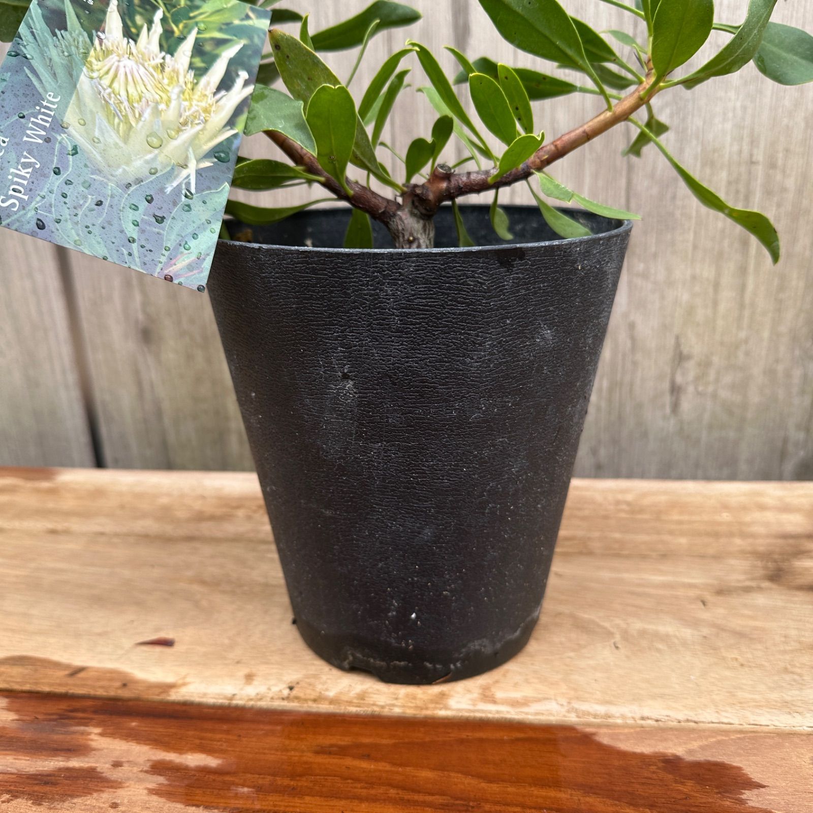 未開封】AHYEON アヒョン 誕生日カード BABYMONSTER BABYMONSTER