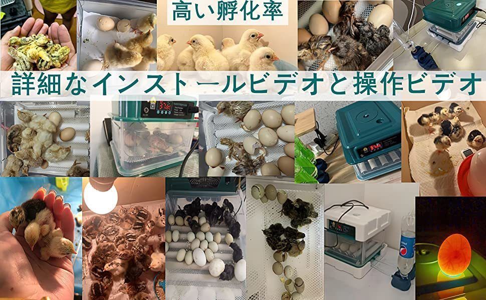 アヒル