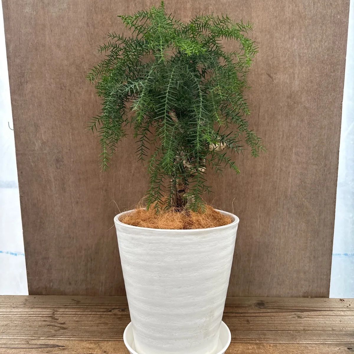 アロカリア① 8号 観葉植物 観葉 植物 黄金昇り竜 シマ