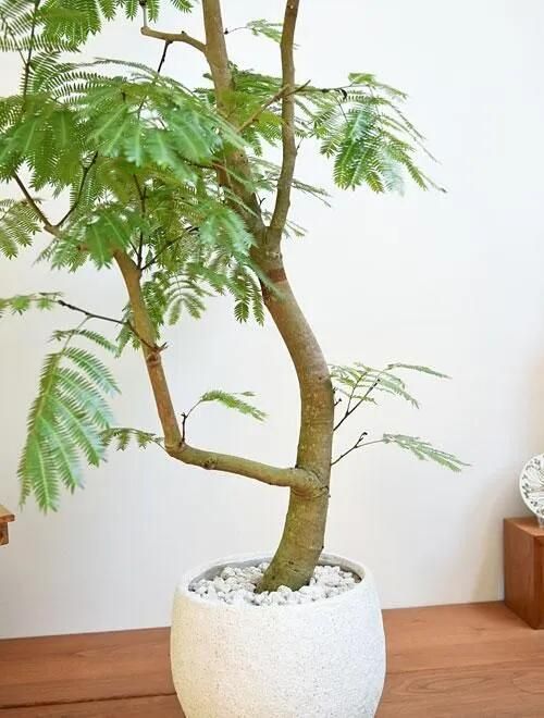 エバーフレッシュ　大型　幹太　曲がり樹形　観葉植物　カッシーナ　アクタス エバーフレッシュ 大型 幹太 曲がり樹形 観葉植物 カッシーナ