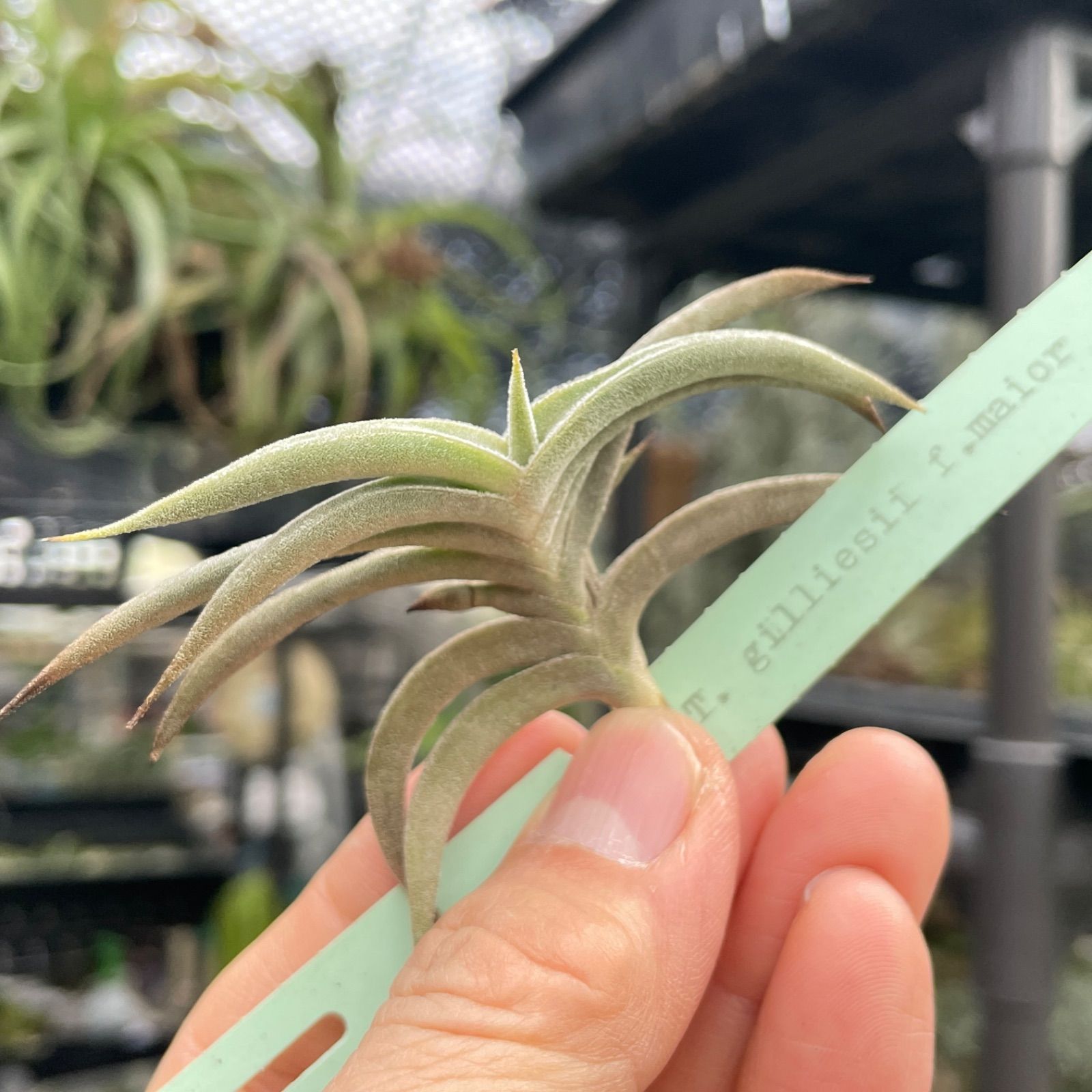 HR＊チランジア ギリエシー マイオール Tillandsia gilliesii fa