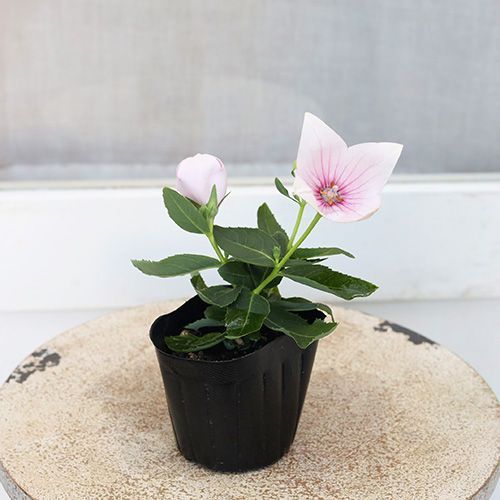 kirkxxx1 未草５種類セット◌。˚✩（開花間近 若苗&春発芽幼苗） 2苗セット】花苗 キキョウ アストラ ピンク ホワイト 3号 桔梗
