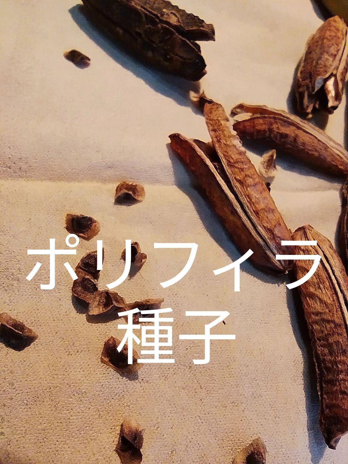 現品国内実生株 アロエ・ポリフィラ 10号 Ⅰ 種子] アロエ Aloe
