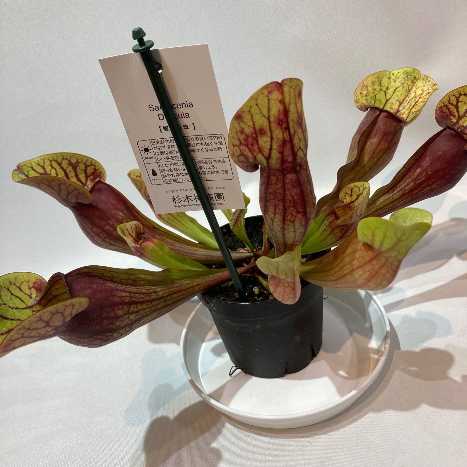 サラセニア・ドラキュラ 食虫植物 - メルカリ