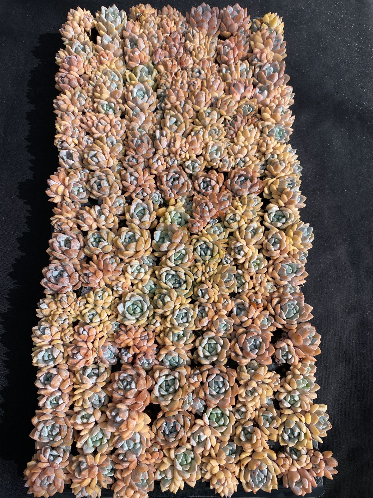 A*y様 ㊵大きめ苗! 青鬼❣️紫紺の矢❣️もみじ飴❣️スノーミル❣️6苗メルカ yuan plants (@yuan_t_plants_by_monotony) • Instagram photos