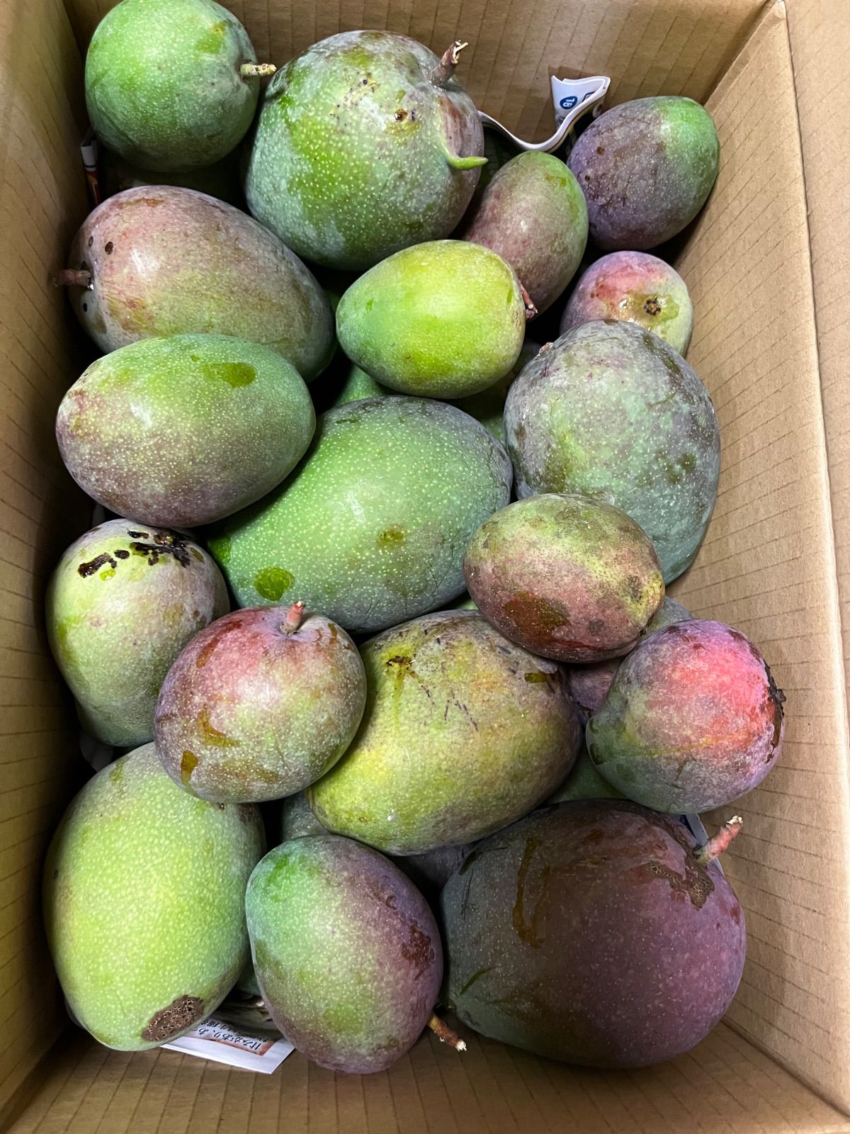 国産品 摘果マンゴー 沖縄県産 7kg メルカリ - フルーツ・果実