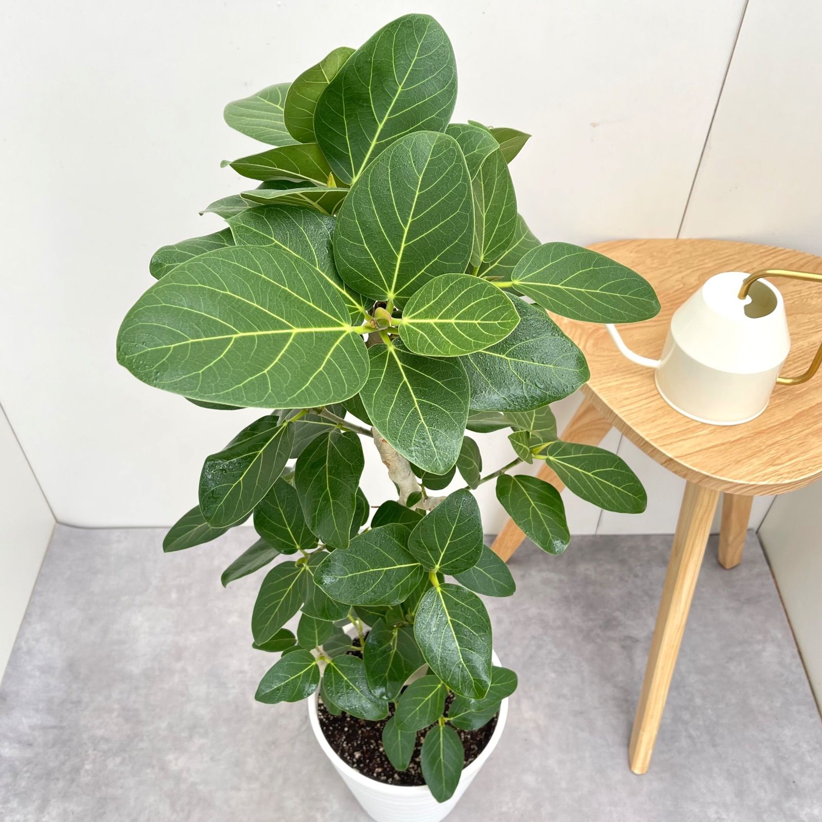 フィカス　ベンガレンシス　曲がり　13 フィカス ベンガレンシス 曲がり 13【現品】観葉植物 大型 室内