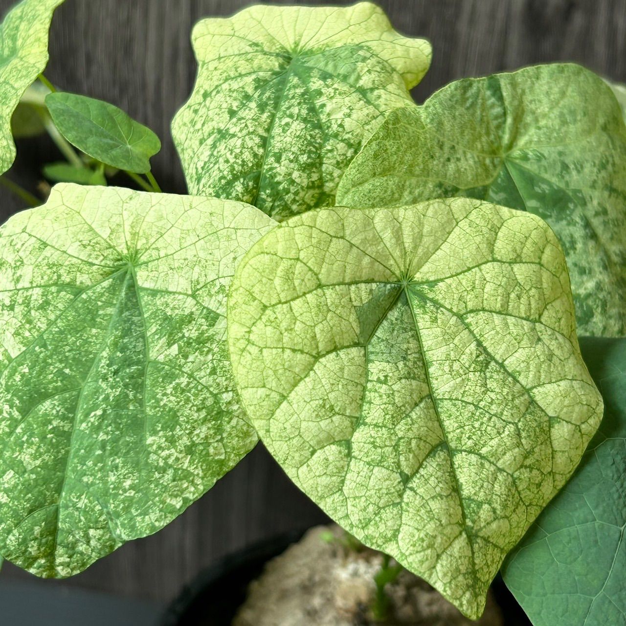 ステファニア スベローサ 斑入り Stephania Suberosa Variegated ステファニア スベローサ 斑入り Stephania Suberosa Variegated