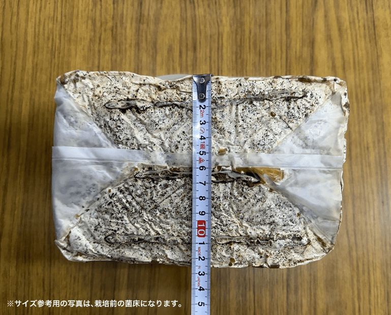 カブトムシ幼虫の栄養強化に！キクラゲ菌床14ブロックマットに