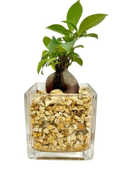 ザミア フロリダーナ(メキシコソテツ) 5号鉢(個体おまかせ1鉢)｜芳樹園