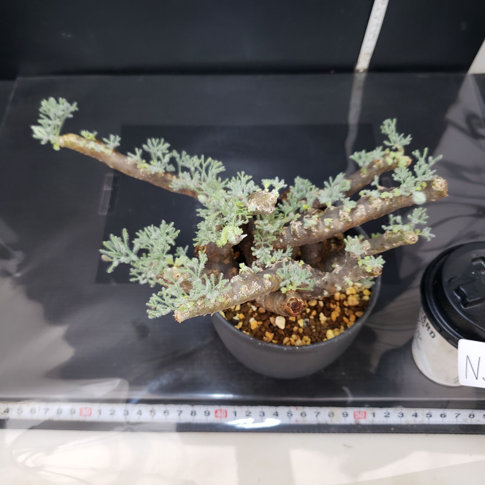 モンソニア　ムルチフィダ　発根済み 楽天市場】（多肉植物）一点物 モンソニア ムルチフィダ 現地株