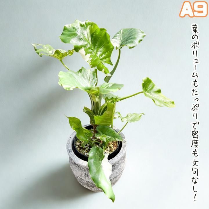 子株モリモリ