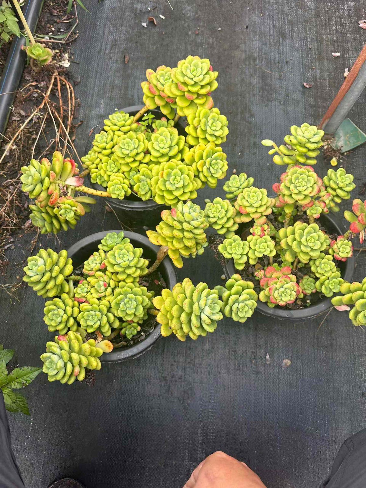 ZAN29×6 シャングリラ 抜き苗 多肉植物 アエオニウム エケベリア 韓国苗 YUZUMIYA_COM