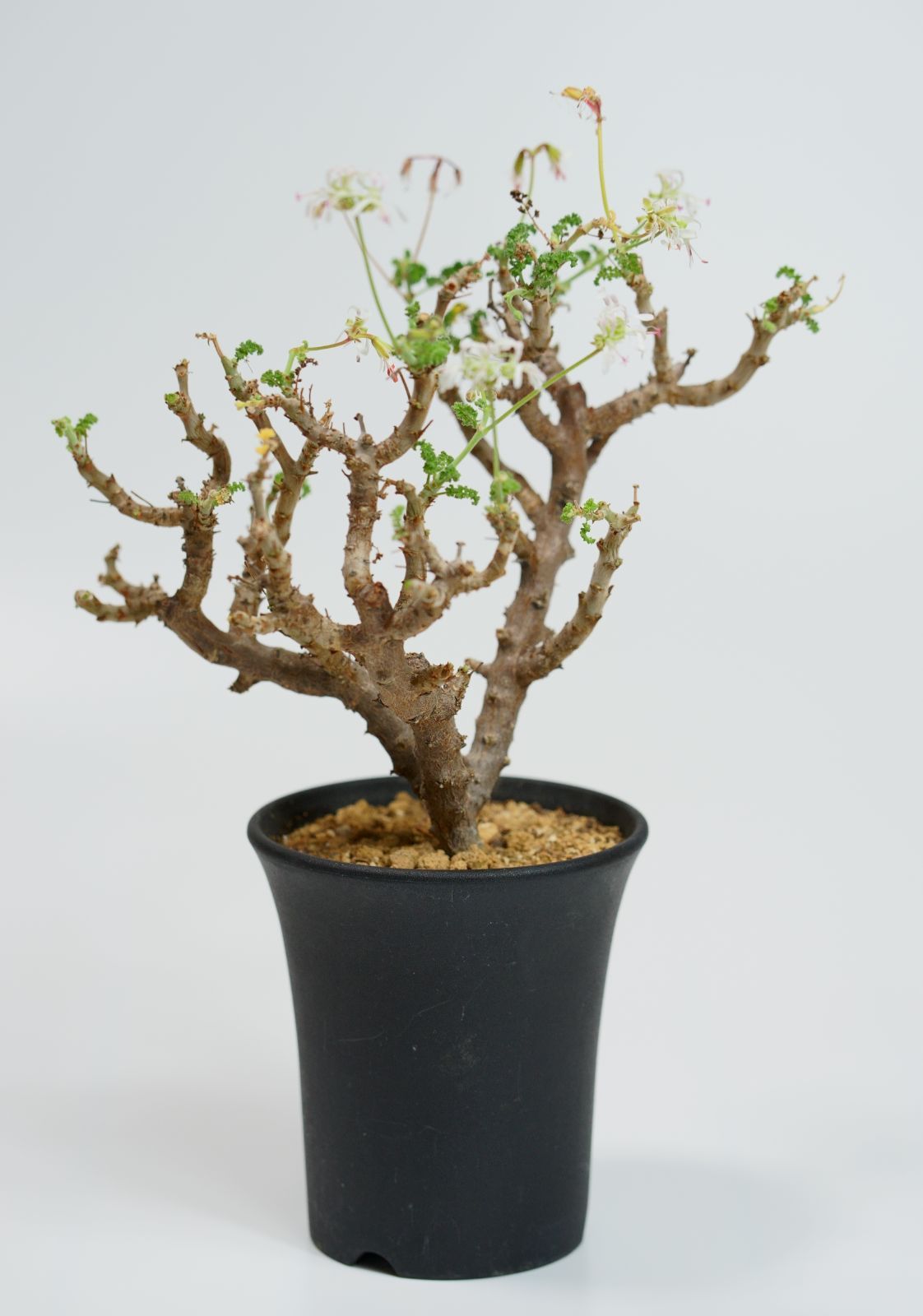 ペラルゴニウム・アルテルナンス - メルカリ