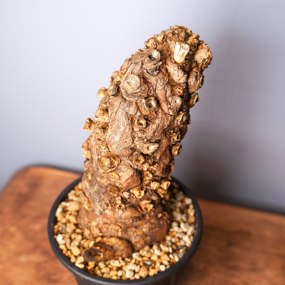 ユーフォルビア