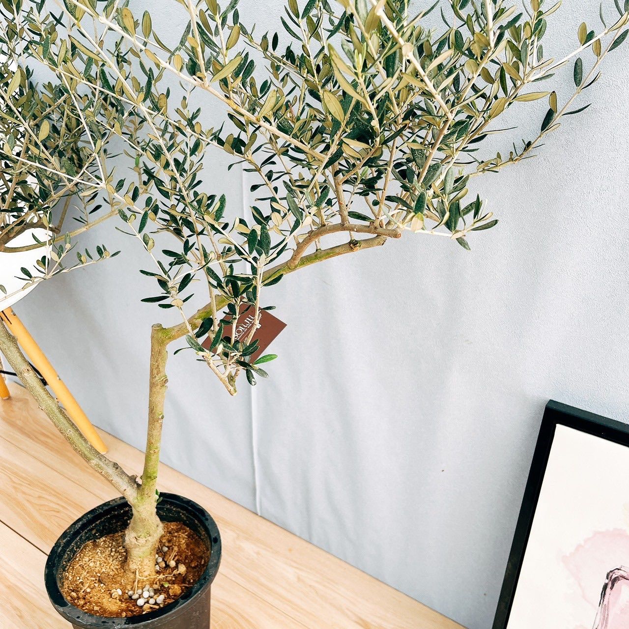 現品］☆Aランク☆17番 創樹 オリーブ マンザニロ 8号 オリーブの木