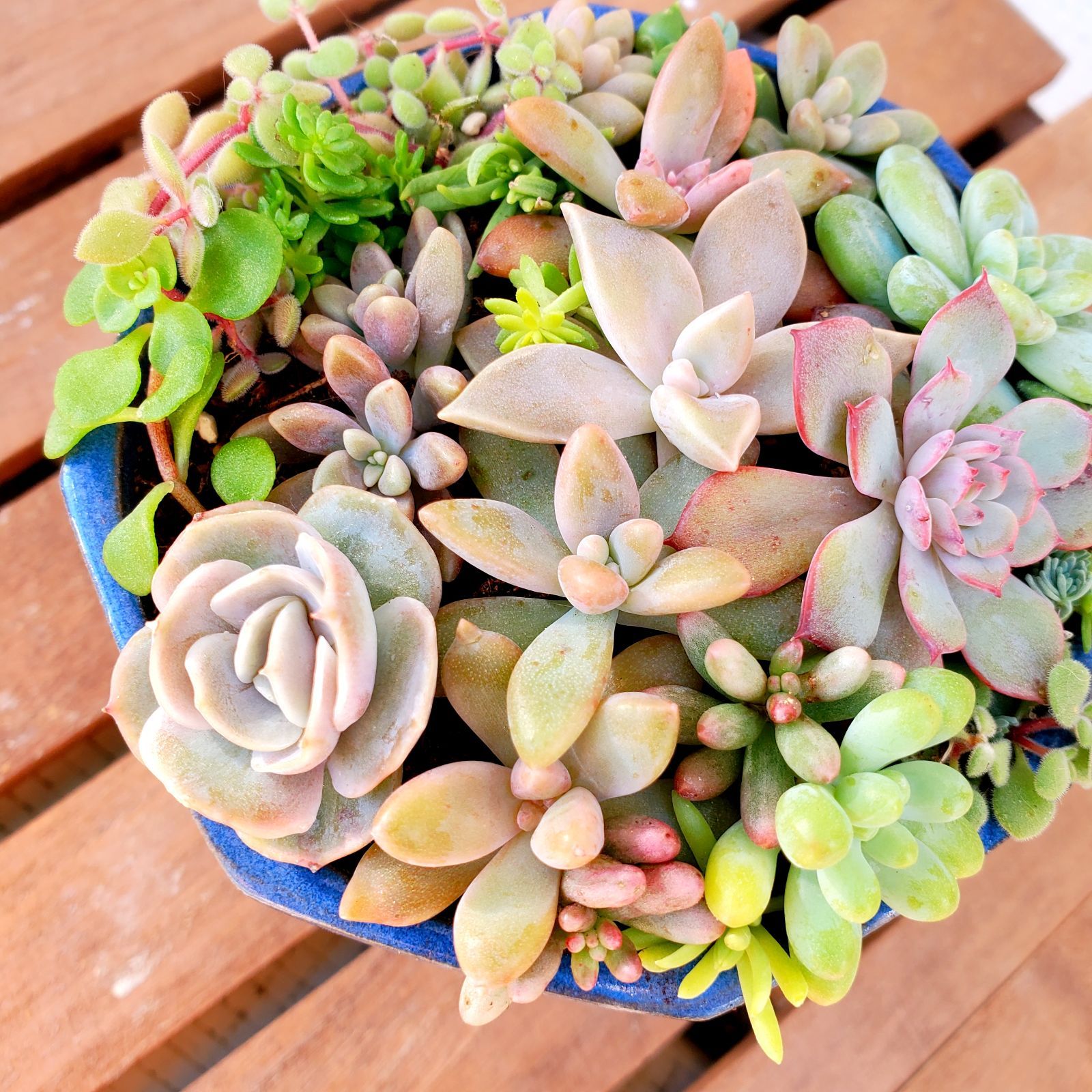 多肉植物 ブルーサプライズ錦♡希少抜き苗 インテリア小物 植物/観葉 