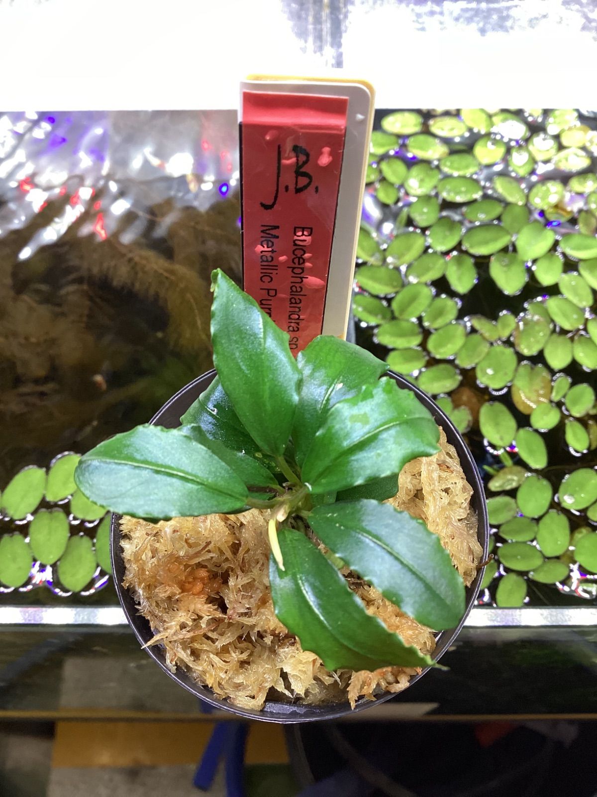 極美品 HaruDesign 植物育成LEDライト HASU38 3個セット ③ 全て