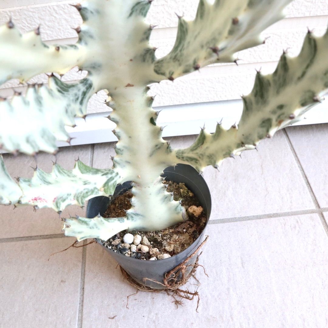 ユーフォルビア・ホワイトゴースト サボテン 多肉植物 ビザール