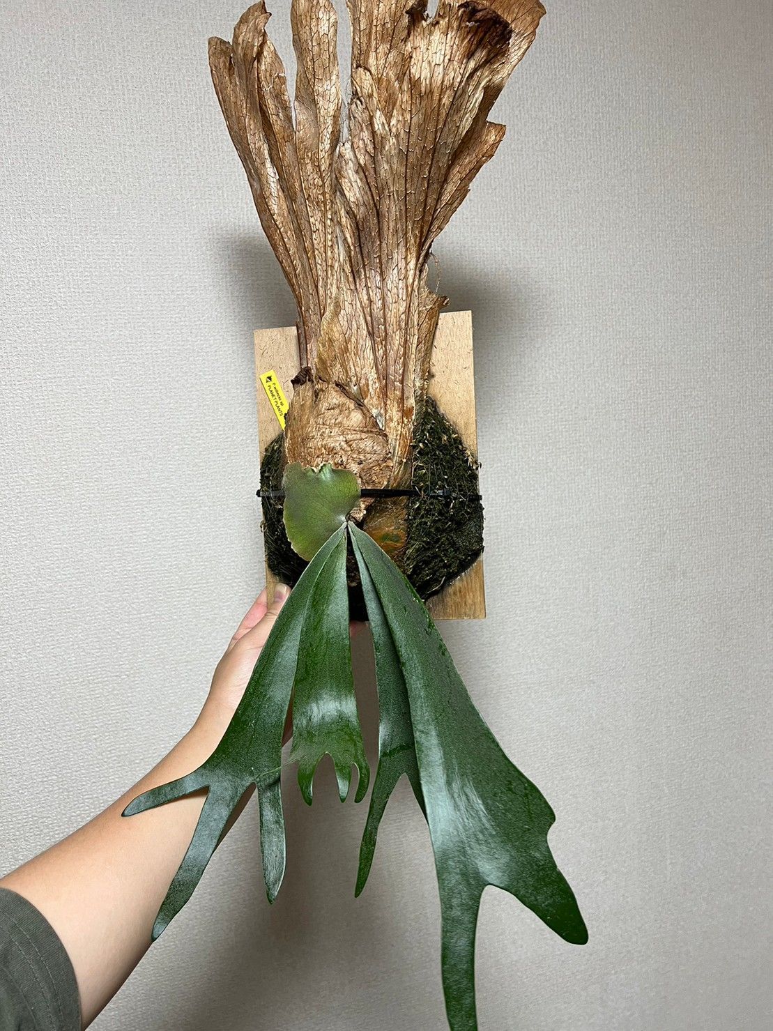 ▽P.Willinckii SP▽ WILD ワイルド 細葉 【PLANET】ビカクシダ