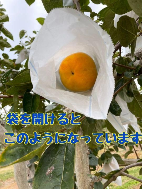 【太秋柿】４キロ箱　11個入-3