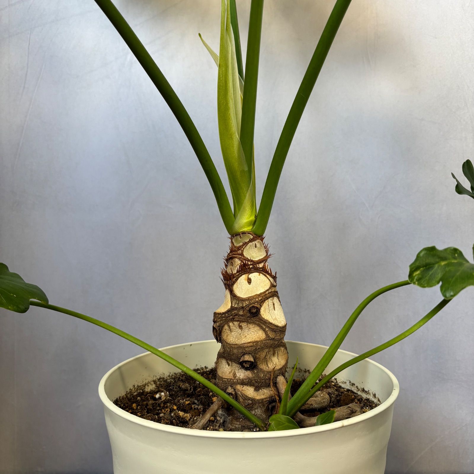 セローム フィロデンドロン 根上がり 美樹形 観葉植物 大型