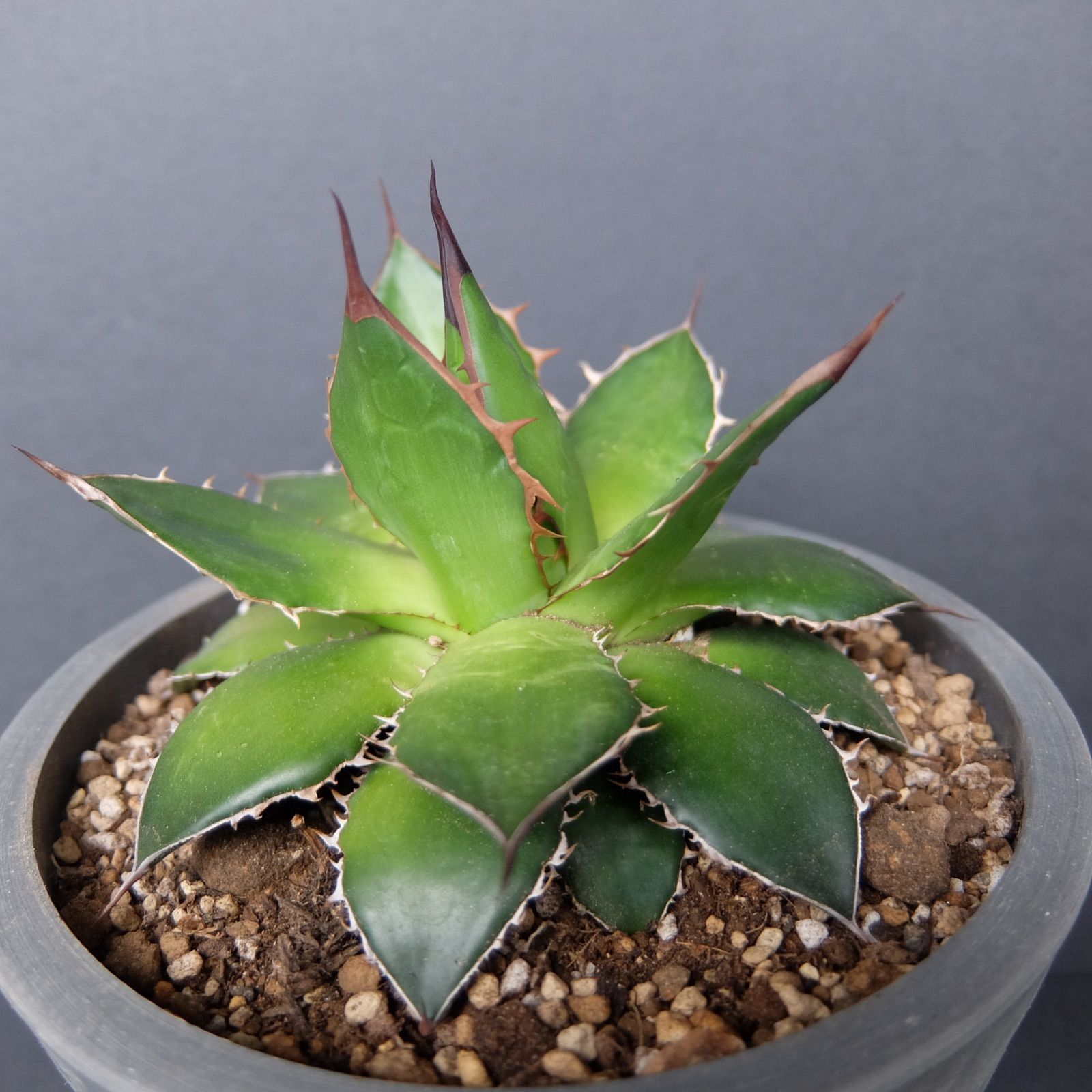 N*n様 【強棘&激締まり！！！】高さ20cm USホリダ Agave horrida アガベ ホリダ 特選強棘 - メルカリ