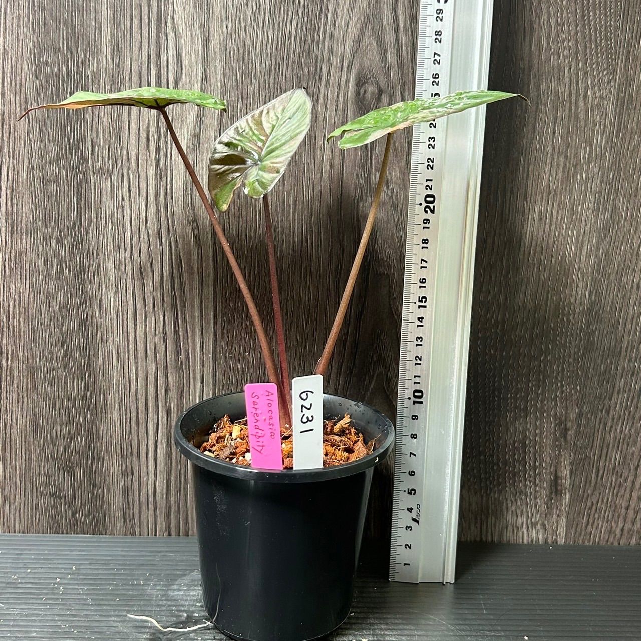 Alocasia serendipity pink variegated アロカシア セレンディピティ ピンク 斑入り - メルカリ