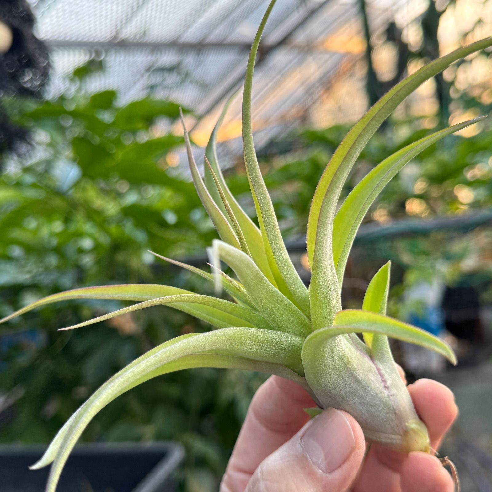 花*ん様 【鉢付き】ミックスベリア ちょこん8苗セット売りまとめ売りお