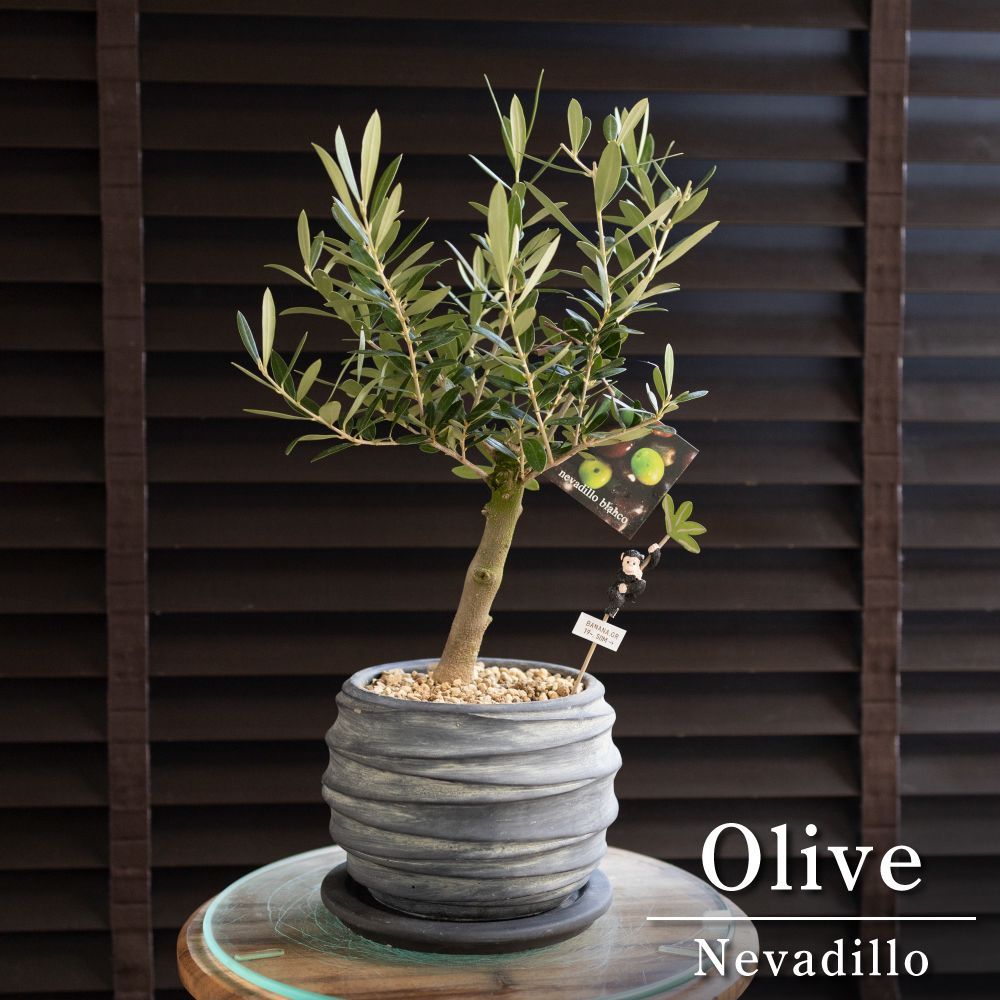 幹太 。オリーブ シプレッシーノ3.0M(鉢底から) 幹太 超逸品。オリーブ