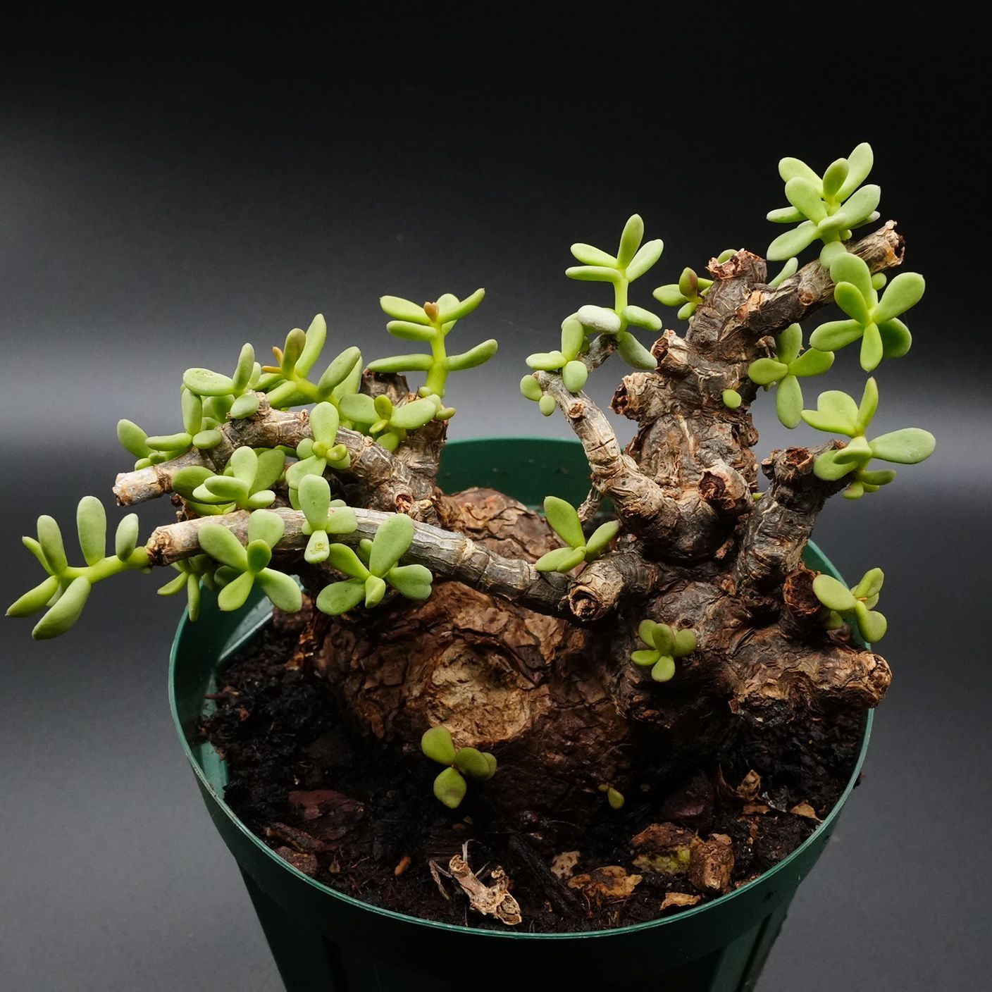 115 ケラリアピグマエア 鉢植え 発根済 - メルカリ