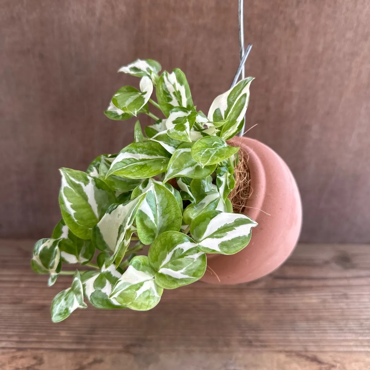 2026年最新】スキンダプサス属の人気アイテム - メルカリ