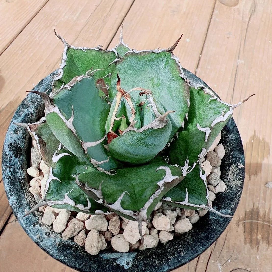 発根済］アガベ チタノタ 白鯨 1 錦フェア【鉢ごと発送】活着 アガベ