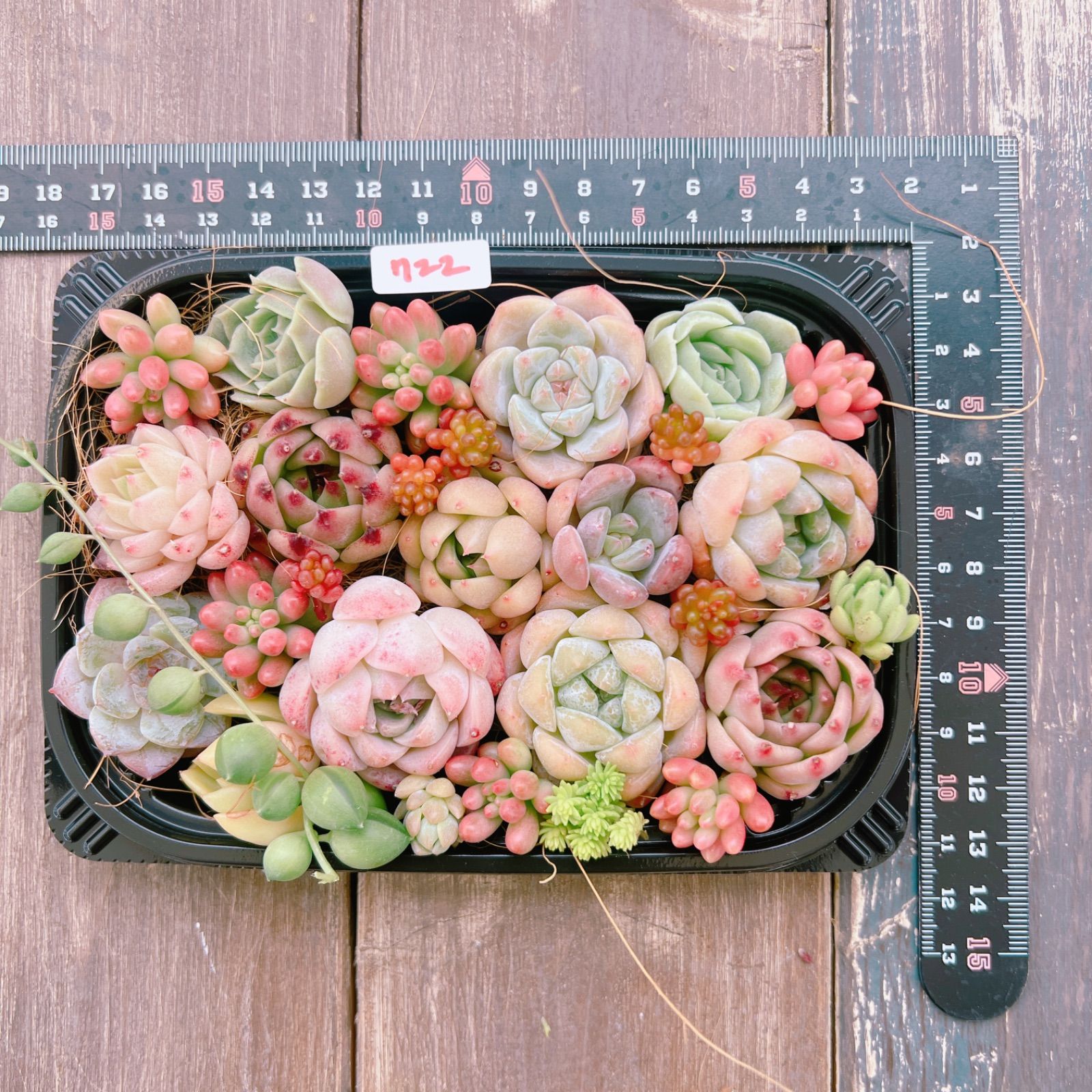 多肉植物セット*2 多肉植物 寄せ植えset♡722 - メルカリ