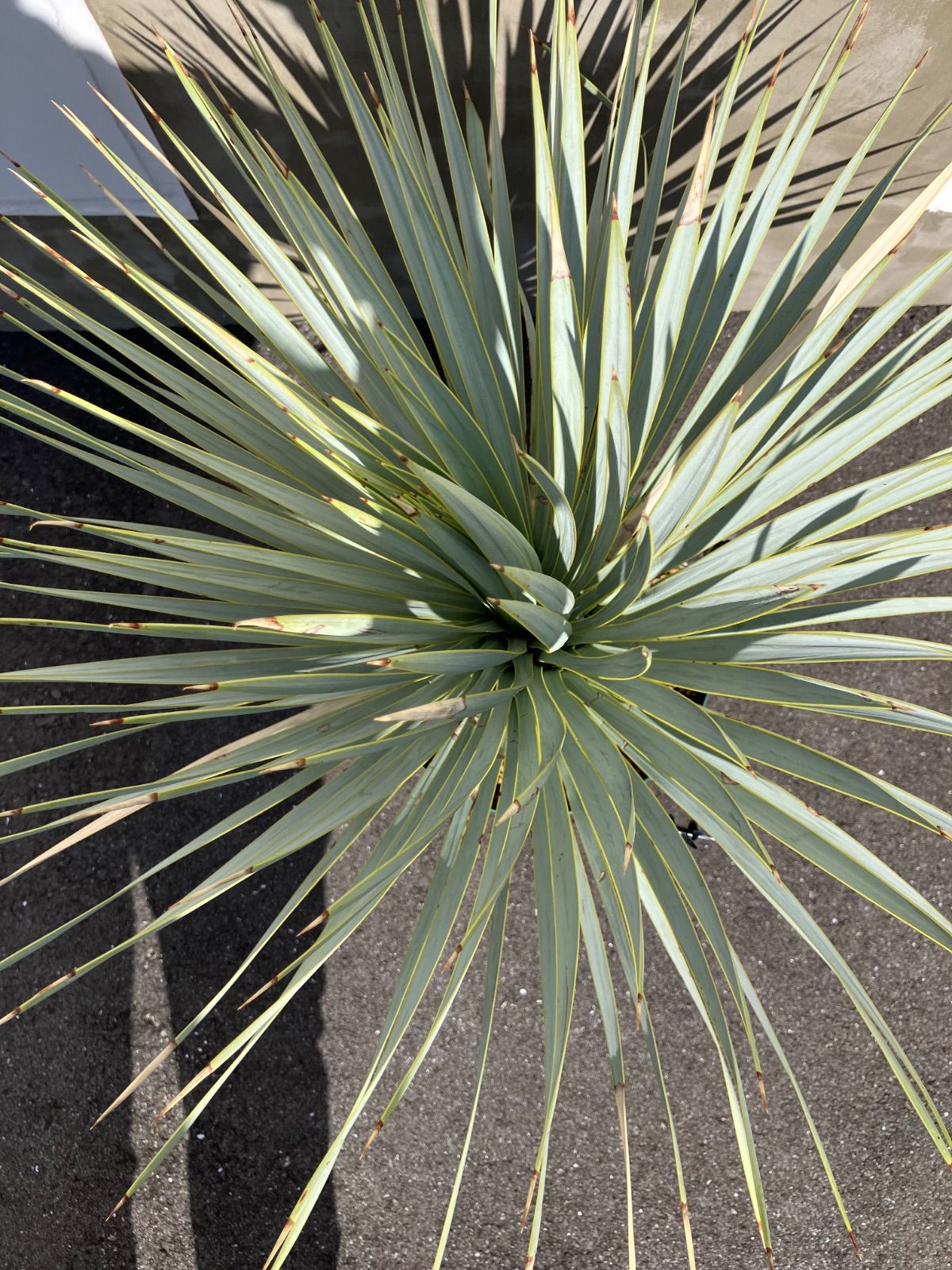 ユッカ マルデヌベス ロストラータ 良型