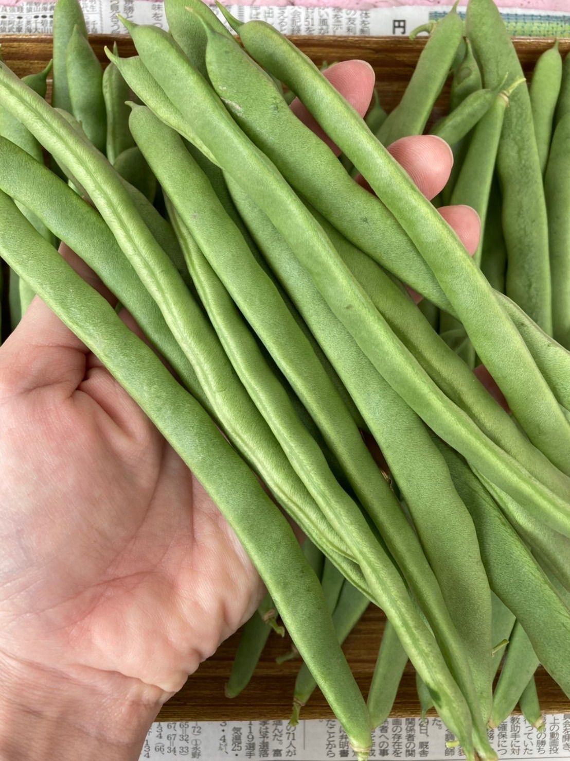 反物 浴衣 十六ささげ 長いインゲン 10Kg クール便 インゲン - 通販