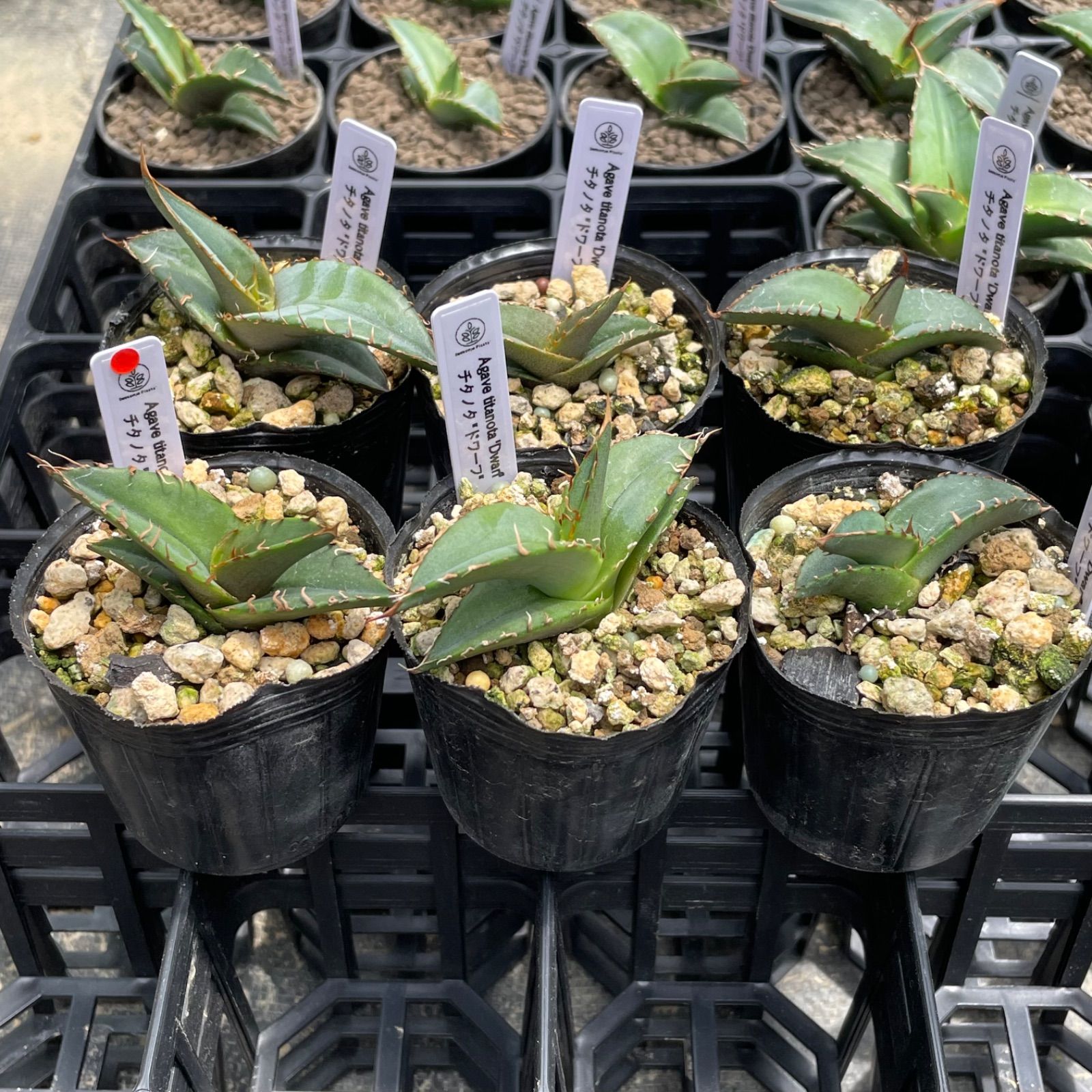 アガベセット32：チタノタ ドワーフ 実生6株 Agave titanota 'Dwarf' - メルカリ