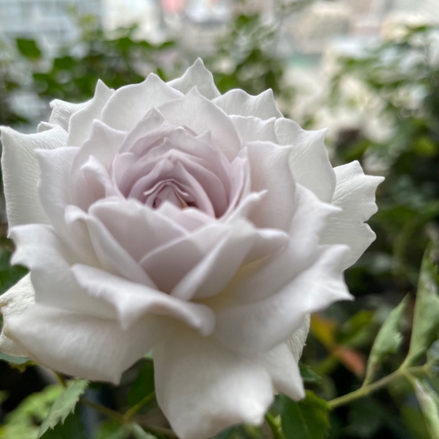格安saleスタート ボ 蕾二つ付き♡超強香！大好きな薔薇 絶世の氷美人 数量 バラ苗 フラワー・ガーデニング
