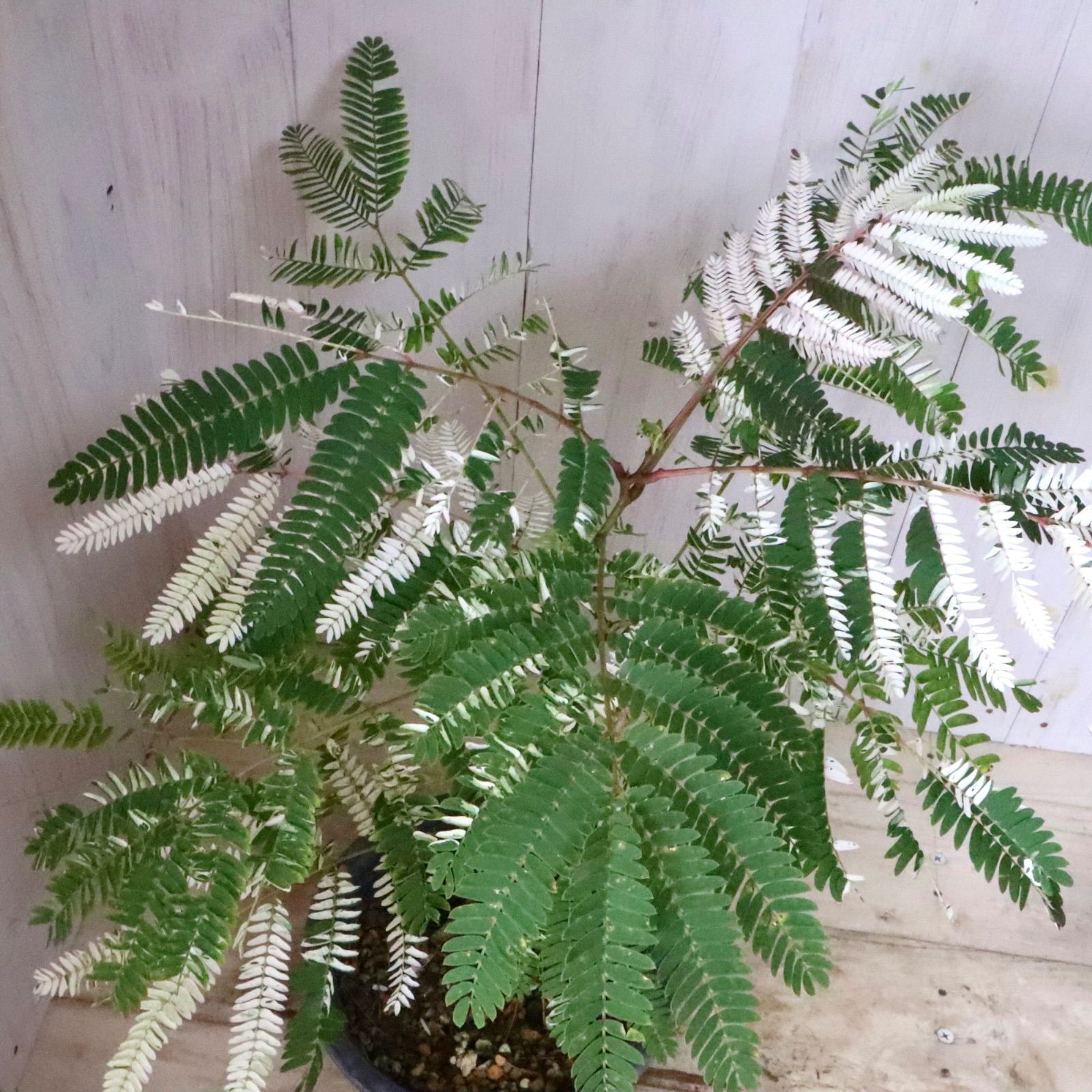 希少♡斑入り♡エバーフレッシュ♡ネムの木♡観葉植物♡インテリア