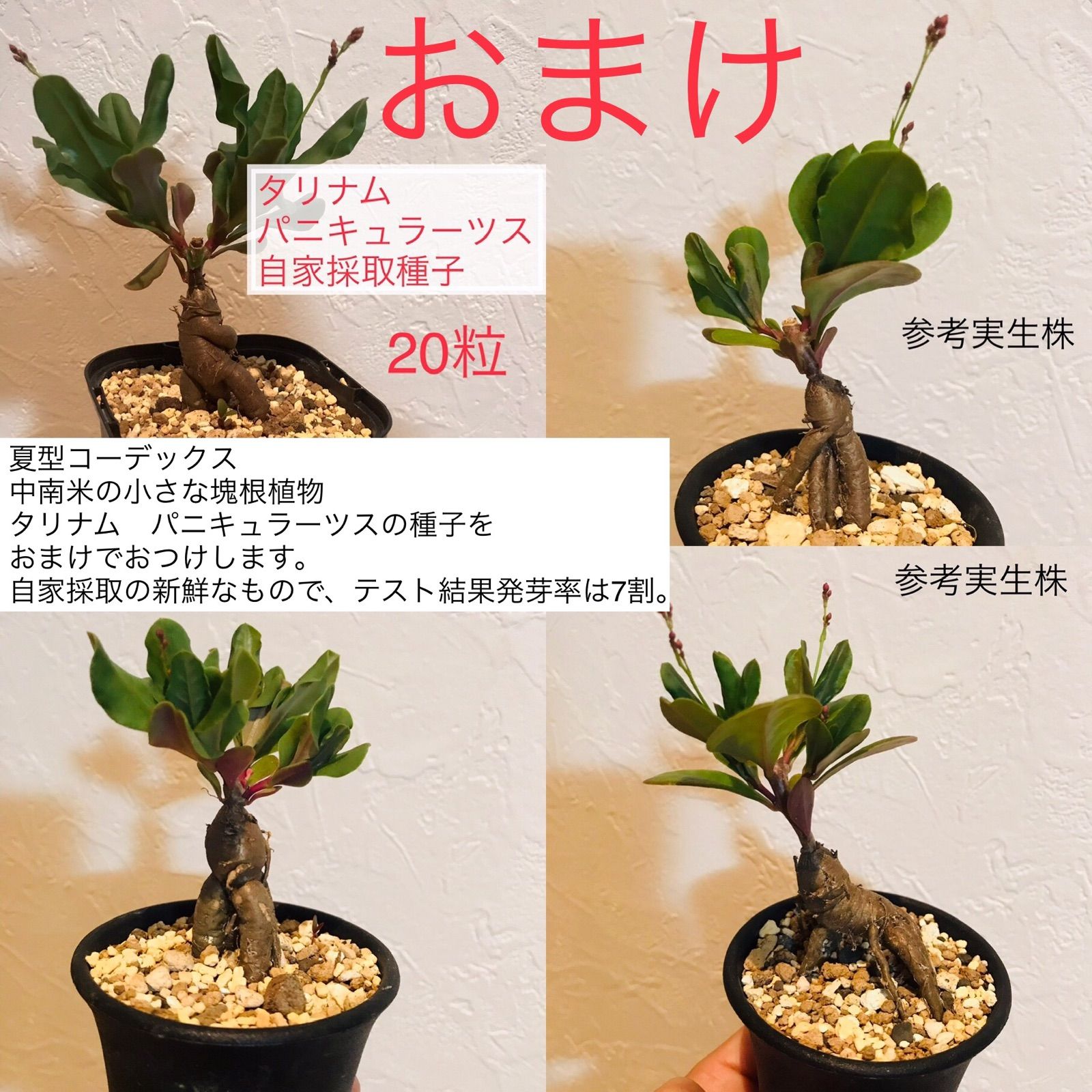 ボスウェリア　サクラ　現物 ボスウェリア サクラ (実生苗)「 Boswellia Sacra」4/12-279 | SH