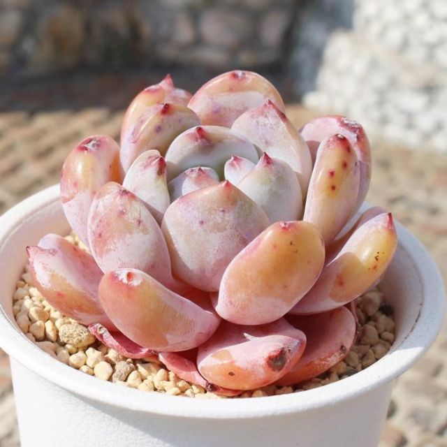 おまとめ ピンク 宝石モンロー カット苗 多肉植物 園芸ネット おまとめ ピンク 宝石モンロー カット苗 多肉植物 園芸ネット