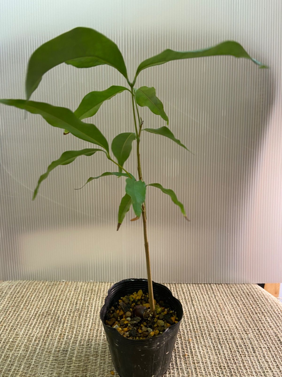 特大ライチ取木苗、ピンククエイメイ種、