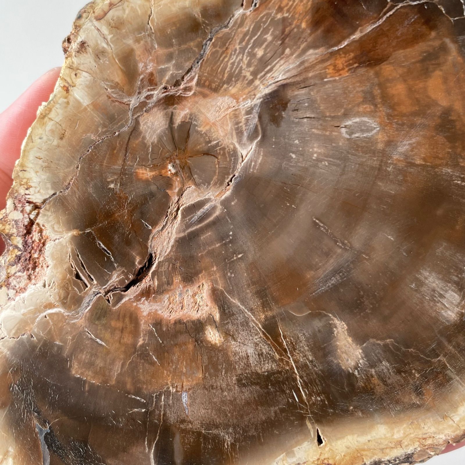 ペトリファイドウッド 珪化木|スラブ プレー 天然石 パワーストーン 鉱物