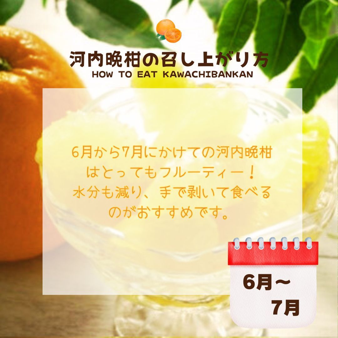 愛媛県産　ジューシー♡河内晩柑　8キロ箱込み　栽培期間中農薬不使用