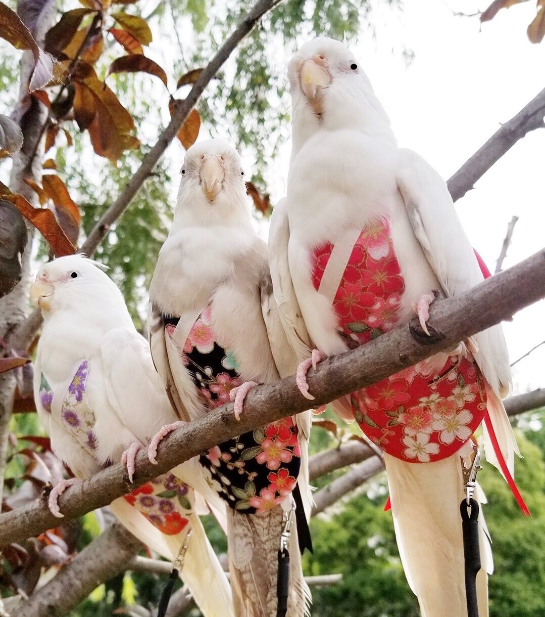 BUGUUYO ペット オウム おむつ フライト スーツ オカメインコ おむつ