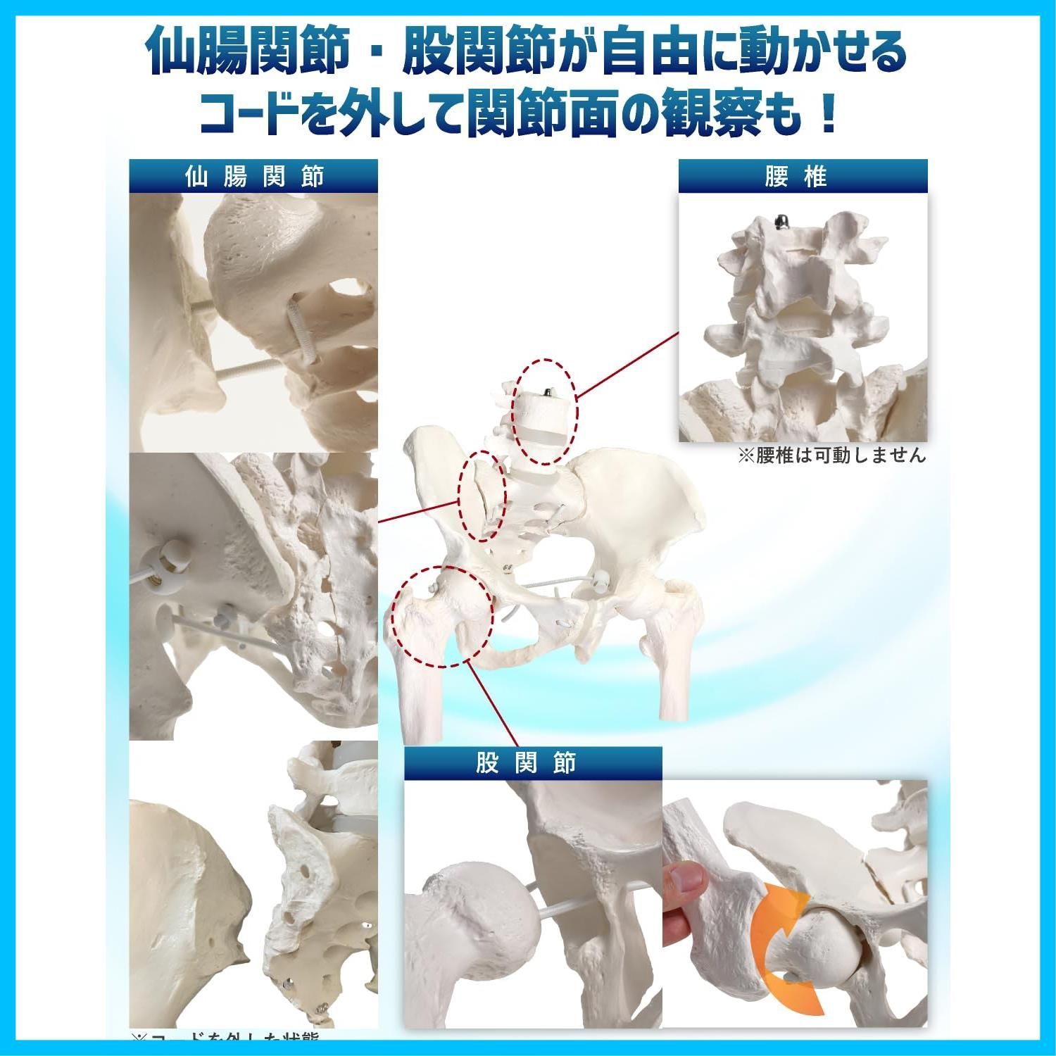 KIYOMARU グイッと動かせる大腿骨付き骨盤模型 人体模型 骨模型 理学
